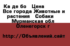 Ка де бо › Цена ­ 25 000 - Все города Животные и растения » Собаки   . Мурманская обл.,Оленегорск г.